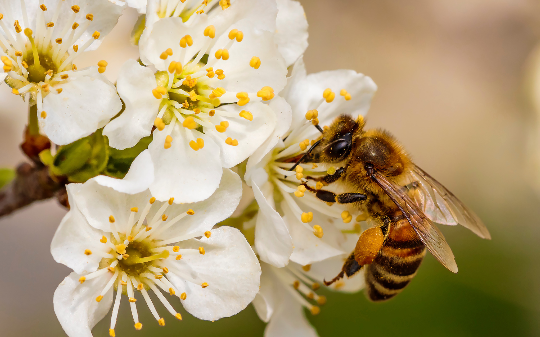 Visit Urgent Care Covington for Allergy Season Relief